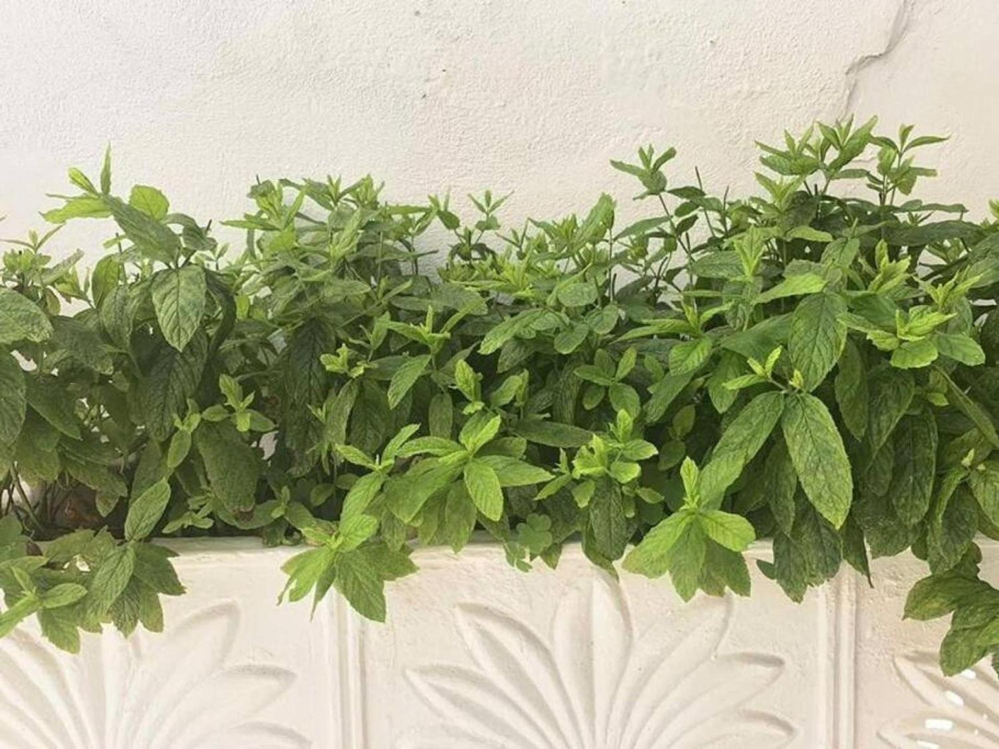 Dolce Vita - In The Heart Of Lefkada - Lefkada Bnb Kültér fotó